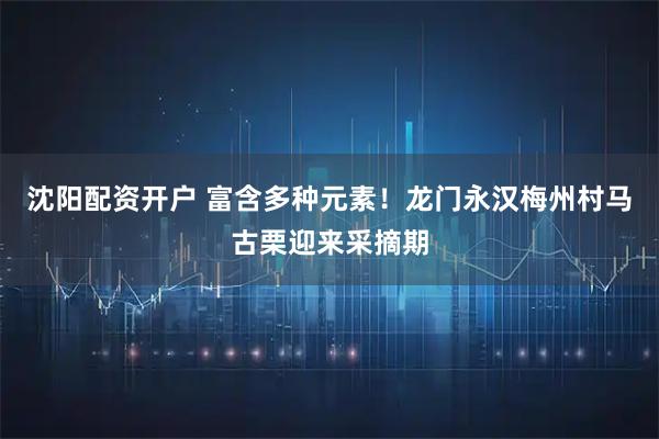 沈阳配资开户 富含多种元素！龙门永汉梅州村马古栗迎来采摘期